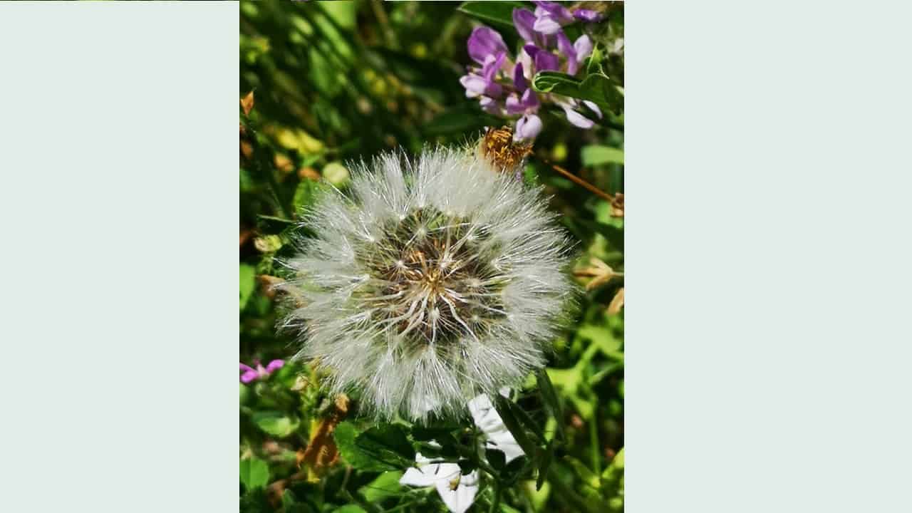 Il bambino sa quello che fa?  Coscienza e responsabilità nell’infanzia: tra diritto e neuroscienze