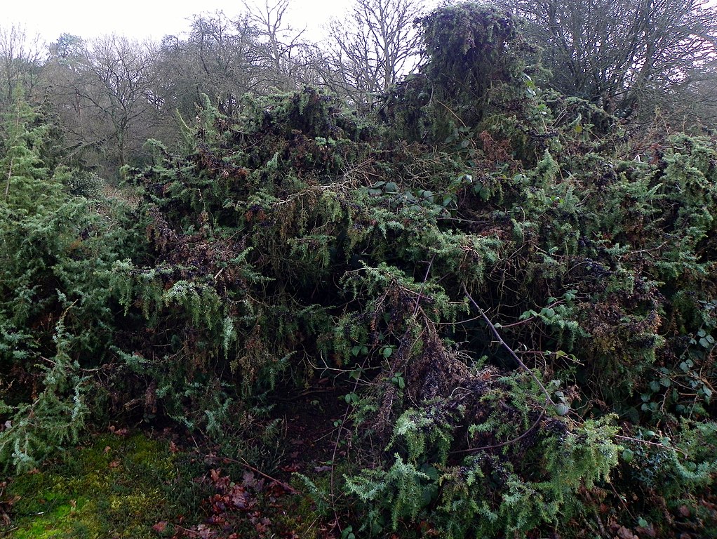 L’accertamento e la riscossione dei tributi locali alla luce delle recenti riforme